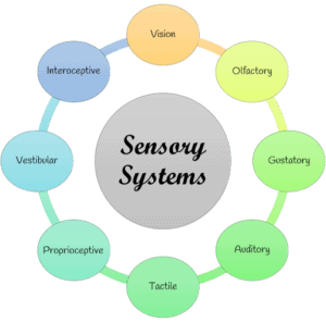 diagram of the 8 senses in the sensory system