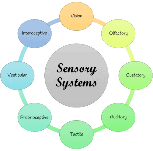 diagram of the 8 senses in the sensory system